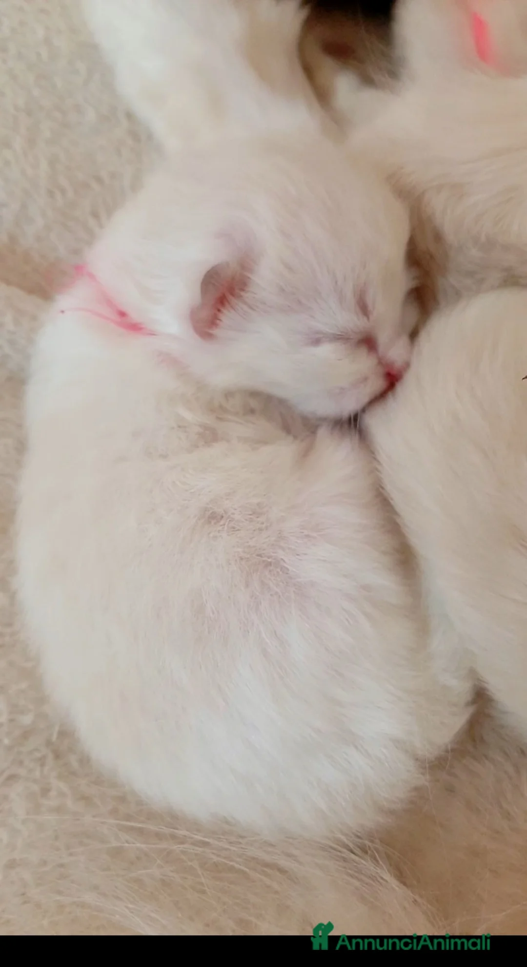 Ragdoll gatti in vendita: Benvenuti al mondo piccoli ragdoll - Annuncio 3