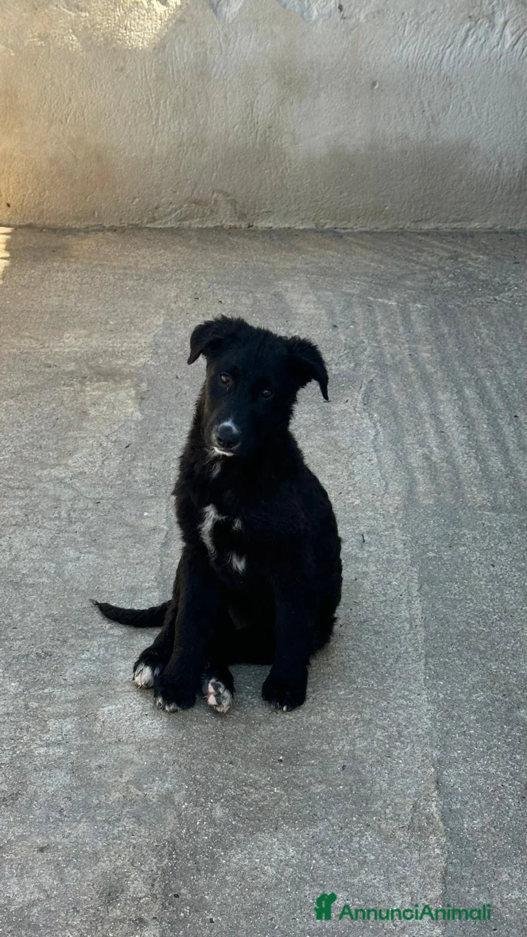 Meticcio cani in regalo: Rolly cucciola taglia medio grande  - Annuncio 3