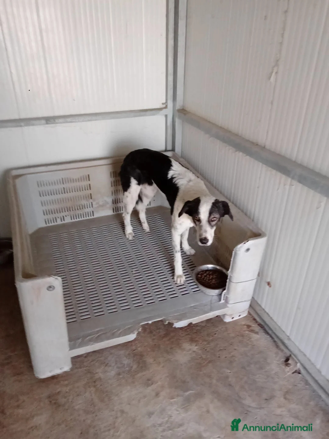 Meticcio cani in regalo: Poldo - Annuncio 1