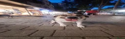 Meticcio cani in regalo: Meravigliosa Lilù  a Città metropolitana di Milano - Annuncio 3