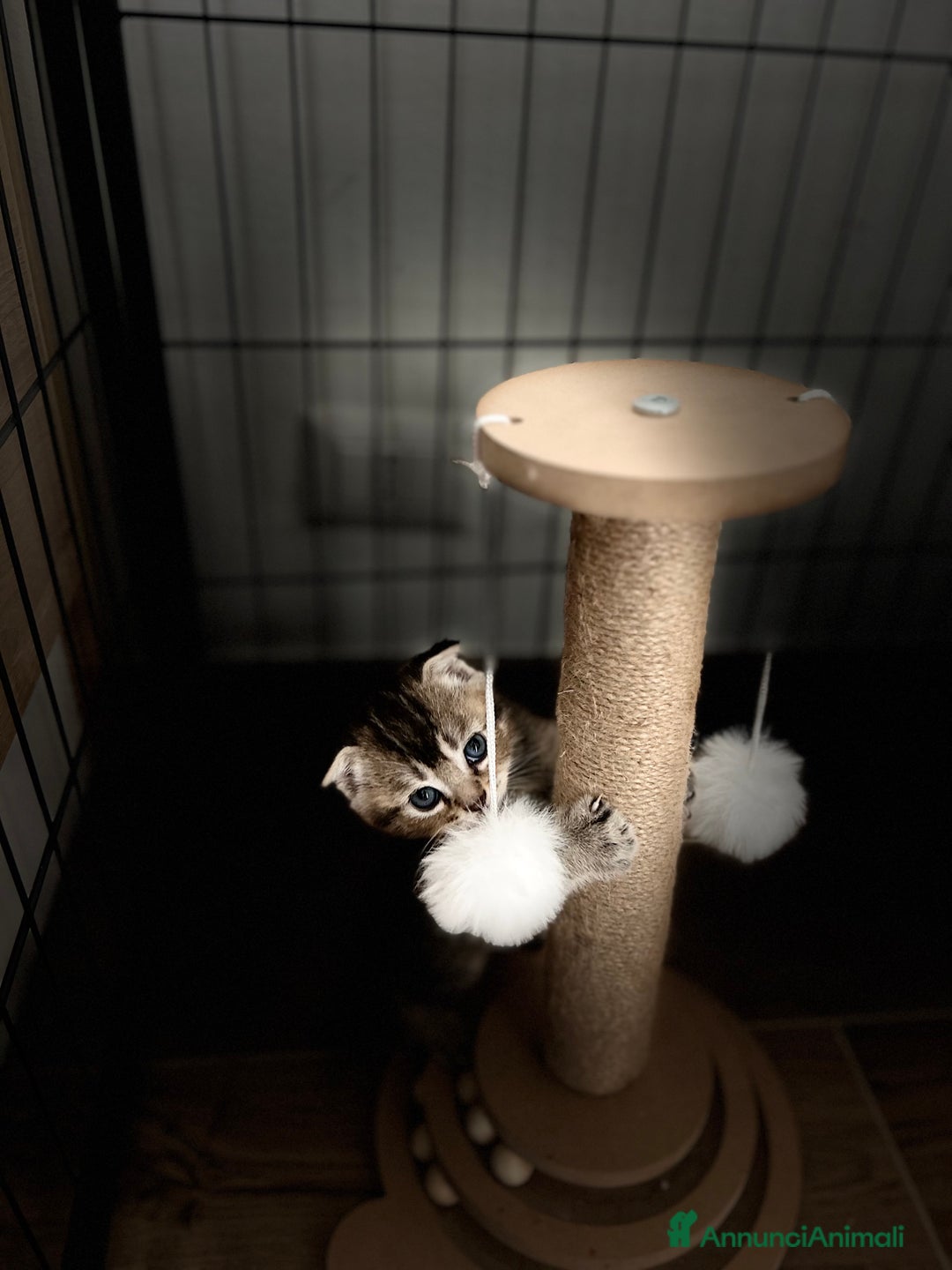 Scottish gatti in vendita: Scottish fold/straight a Provincia di Treviso - Immagine 1