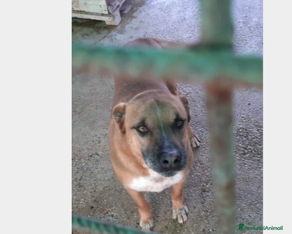 Meticcio cani Flick, sostanza e dolcezza  a Roma - Annuncio 2