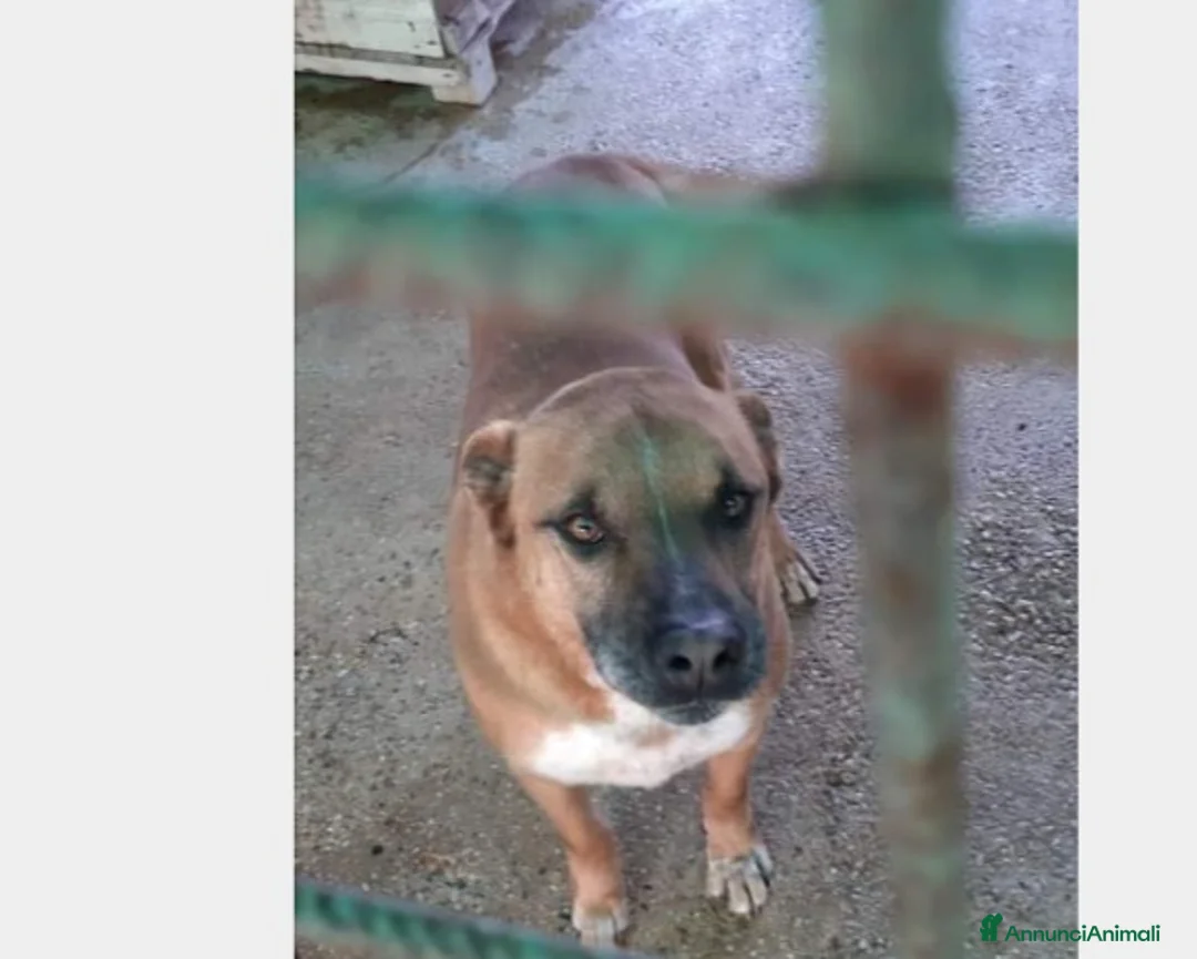 Meticcio cani in regalo: Flick, sostanza e dolcezza  a Roma - Annuncio 2