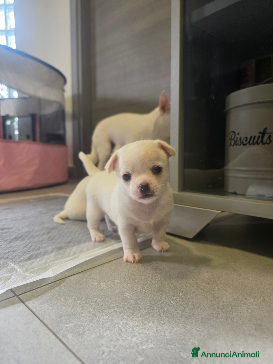 Chihuahua cani in vendita: Dolcissimi Chihuahua bianchi  - Annuncio 7