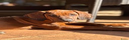 Rhodesian Ridgeback cani in vendita: Rhodesian Ridgeback  - Annuncio 11