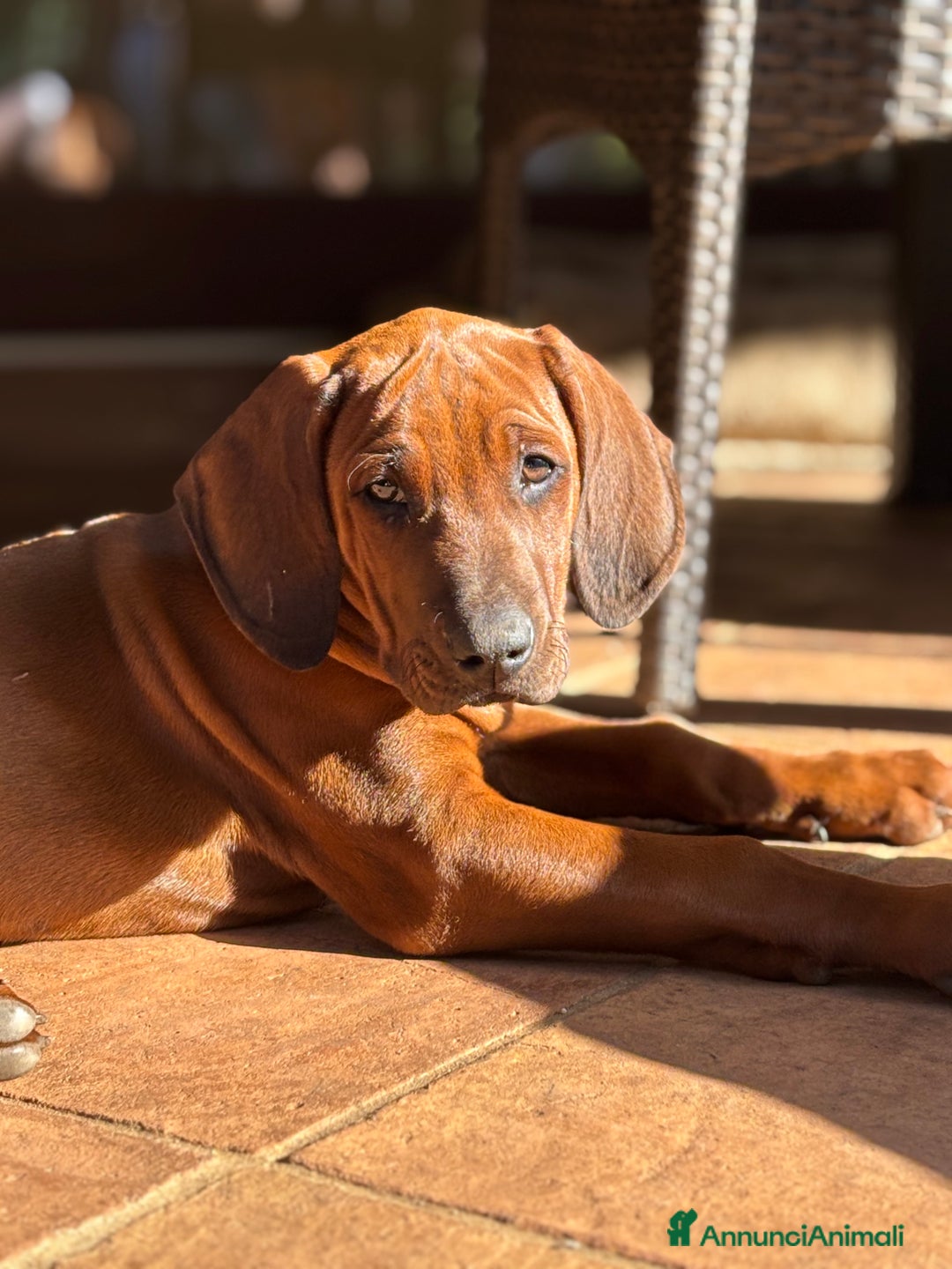 Rhodesian Ridgeback cani in vendita: Rhodesian Ridgeback  - Annuncio 11