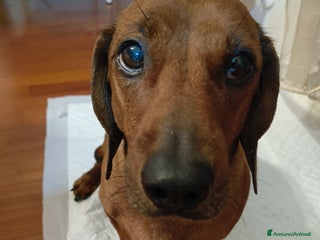 Bassotto cani Monta a Città Metropolitana di Bologna - Annuncio 1