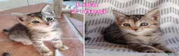 Altre razze gatti in regalo: GATTINI ABBANDONATI: EMERGENZA  a Città metropolitana di Milano - Annuncio 1