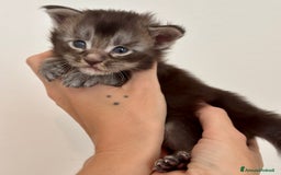 Maine Coon gatti in vendita: Maine Coon - Immagine 2