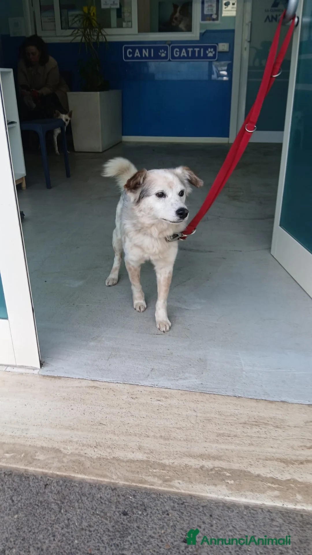 Meticcio cani in regalo: IL DOLCISSIMO SNOOPY STA CERCANDO LA SUA CASA - Annuncio 4