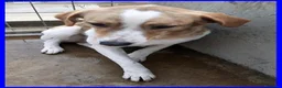 Meticcio cani in regalo: ROSE dolce patatina - Annuncio 3