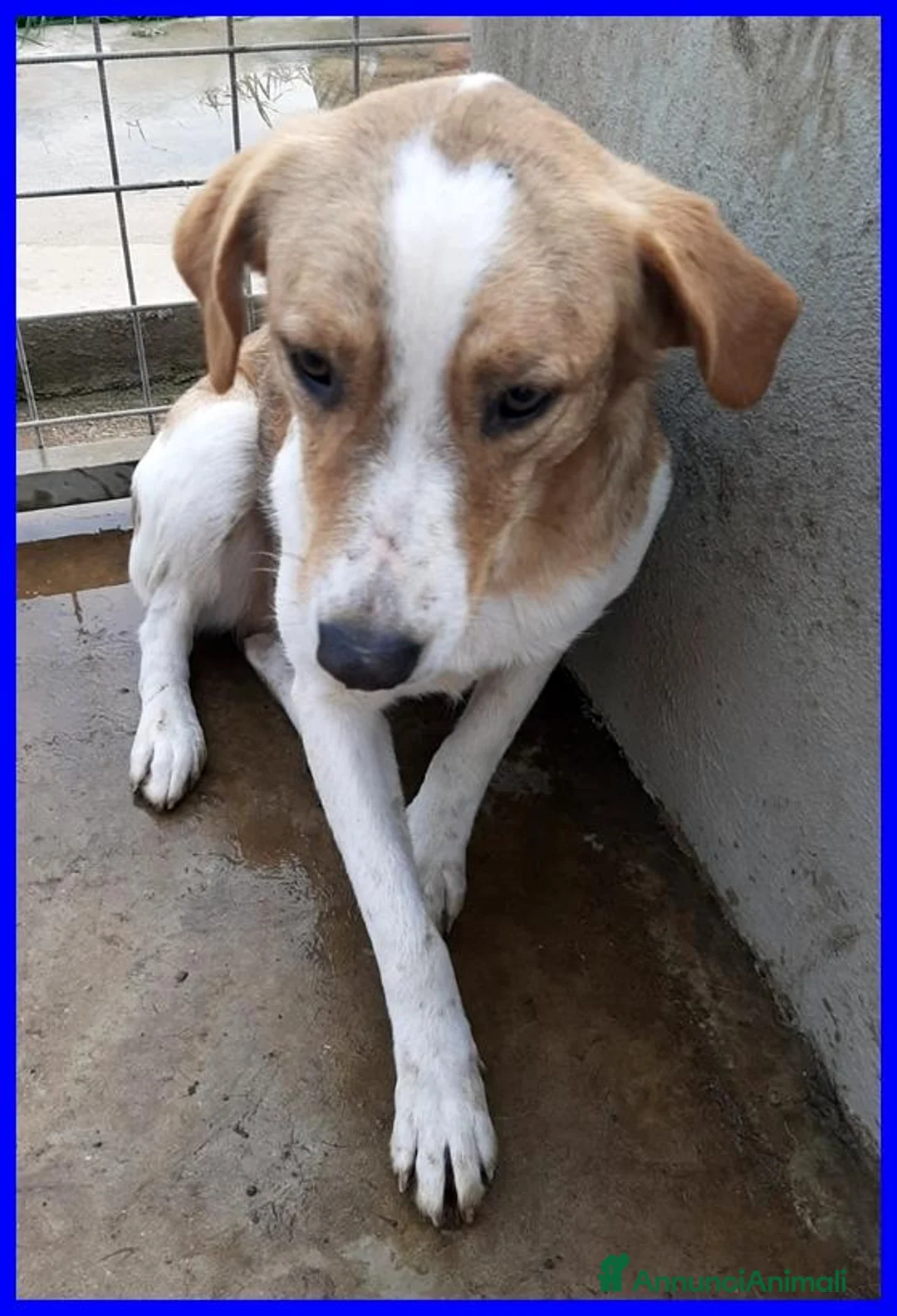Meticcio cani in regalo: ROSE dolce patatina - Annuncio 3