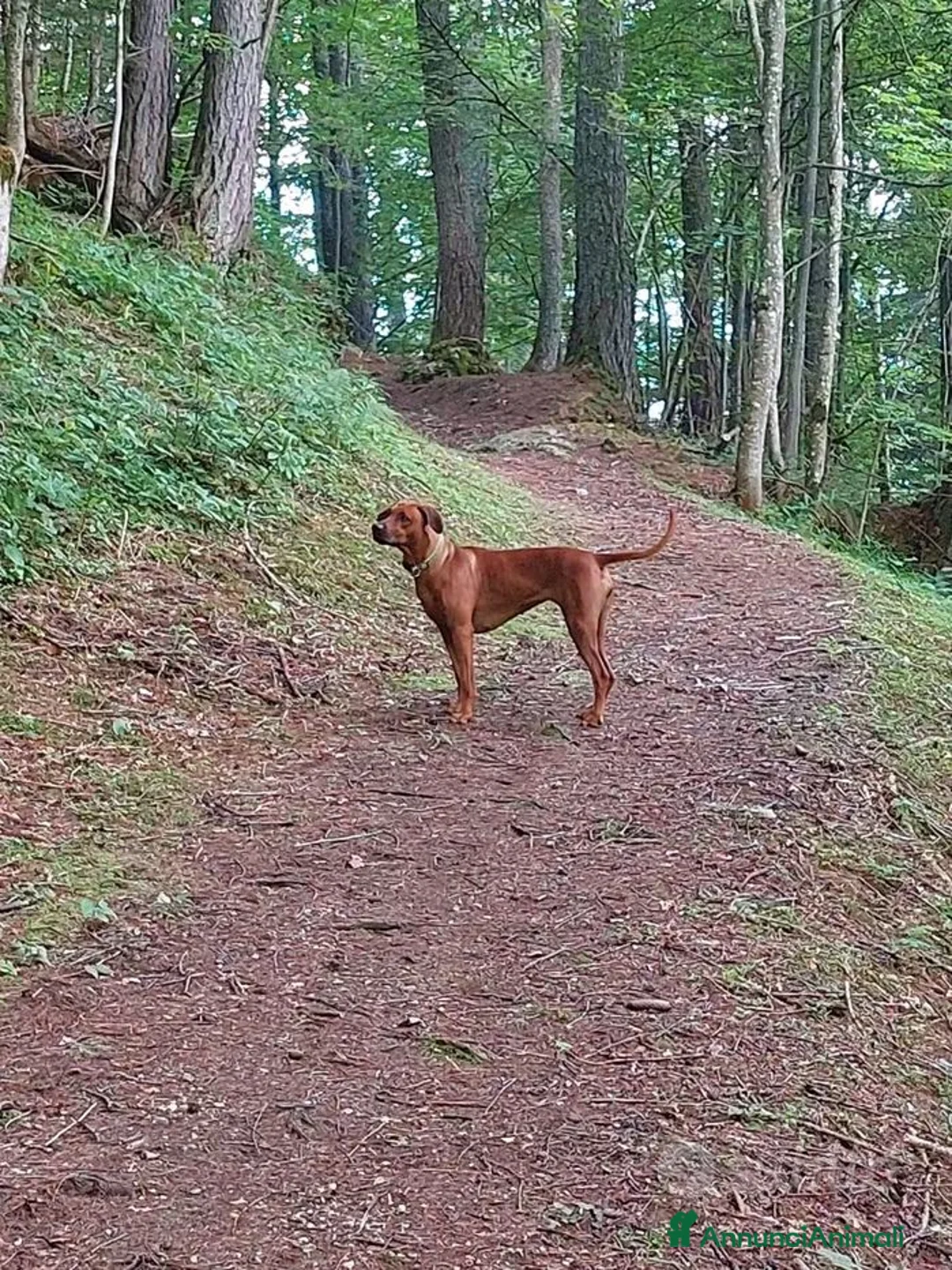 Rhodesian Ridgeback cani in vendita: Rhodesian Ridgeback da privato - femmina - Annuncio 9