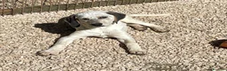 Meticcio cani in regalo: CI ADOTTATE?  a Provincia di Prato - Annuncio 17