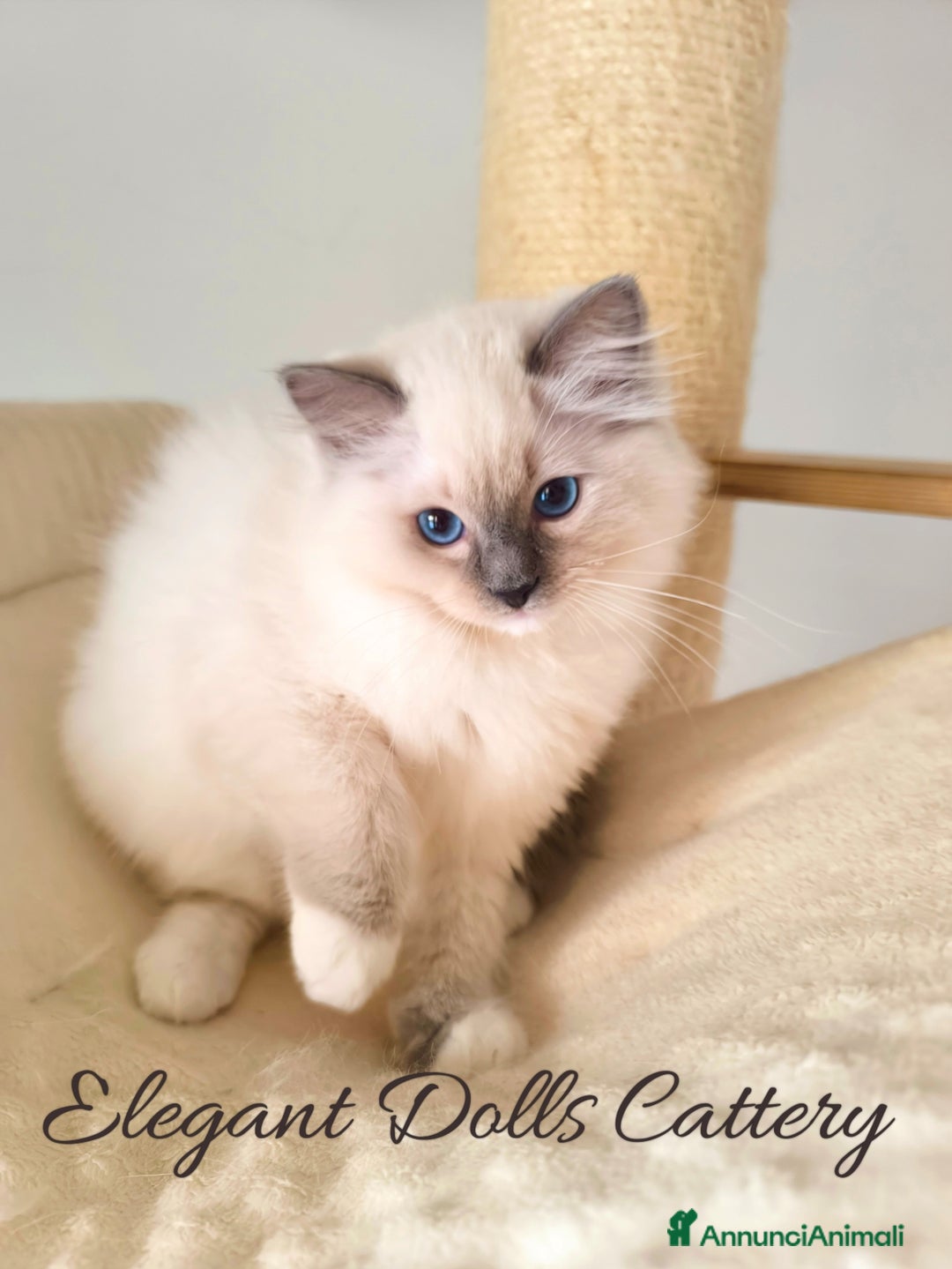 Ragdoll gatti in vendita: Ragdoll cucciola blu mitted disponibile  a Città metropolitana di Roma Capitale - Immagine 4