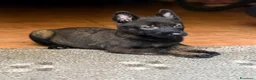 Pastore Belga cani in vendita: Cuccioli di Pastore Belga Malinois - Solo femmine a Provincia di Rimini - Annuncio 2