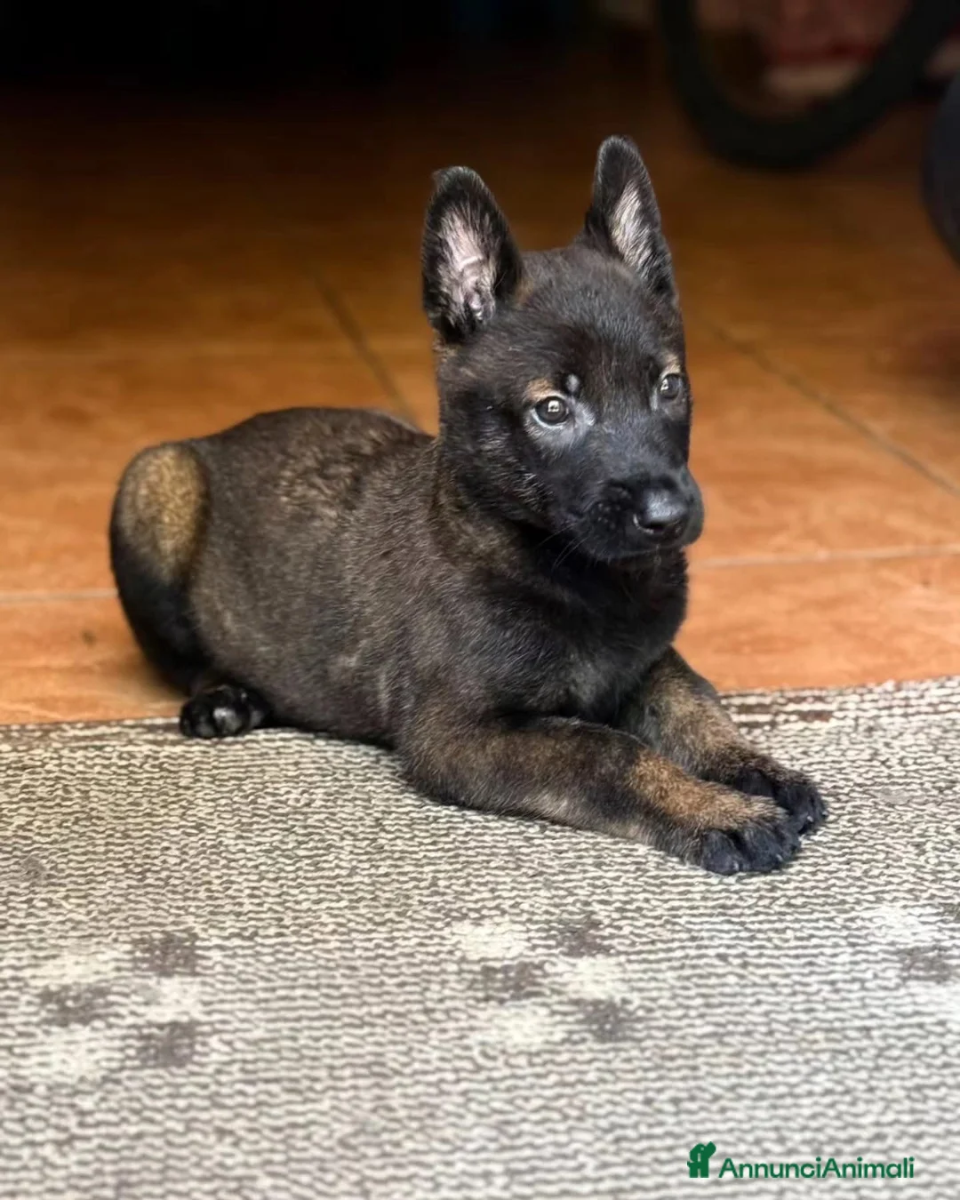 Pastore Belga cani in vendita: Cuccioli di Pastore Belga Malinois - Solo femmine a Provincia di Rimini - Annuncio 2