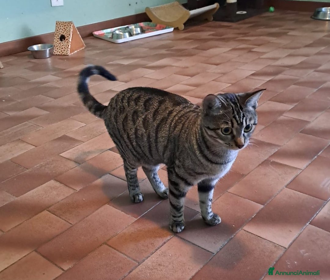 Europeo gatti in regalo: GRACE e KEVIN, dolci micini da adottare! - Annuncio 7