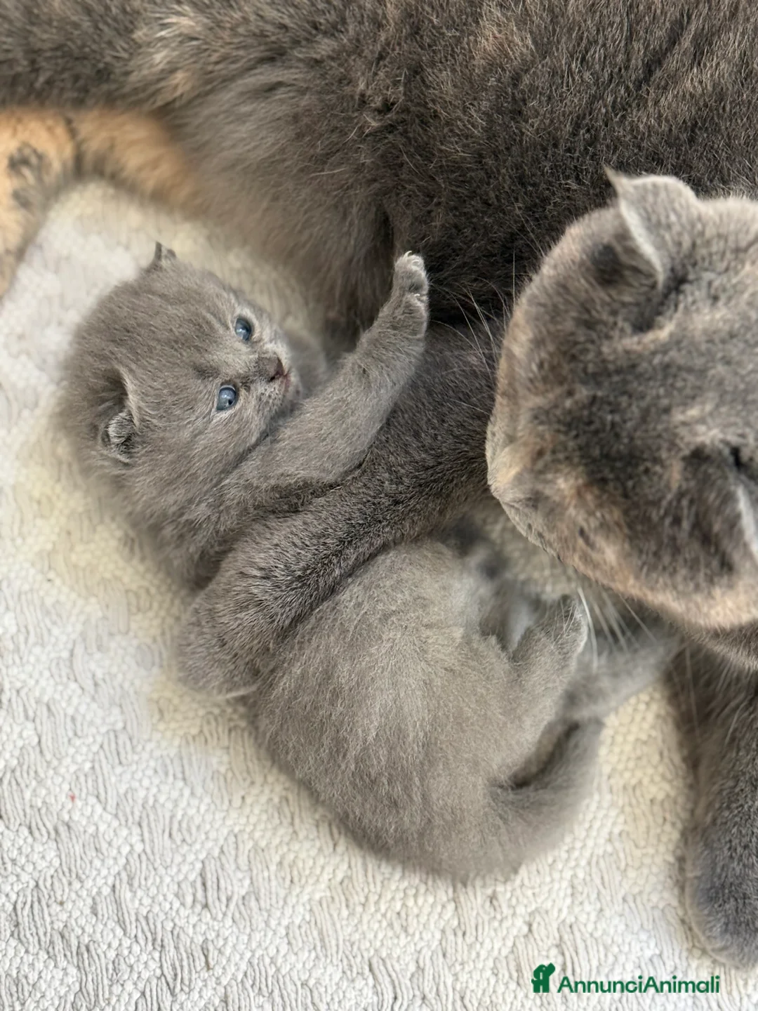 Scottish gatti in vendita: Gattini scottish fold blue - Annuncio 1