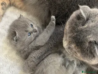 Scottish gatti Gattini scottish fold blue - Annuncio 1