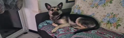 Pastore Tedesco cani in regalo: il cucciolo e trattato benissimo a Città Metropolitana di Genova - Annuncio 5