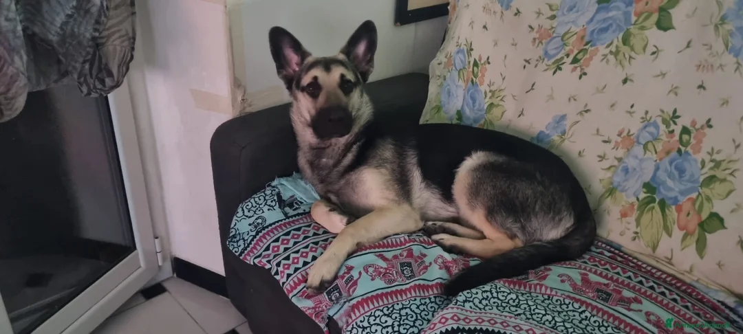 Pastore Tedesco cani in regalo: il cucciolo e trattato benissimo a Città Metropolitana di Genova - Annuncio 5