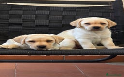 Labrador cani in vendita: Cuccioli Labrador  a Provincia di Perugia - Immagine 24