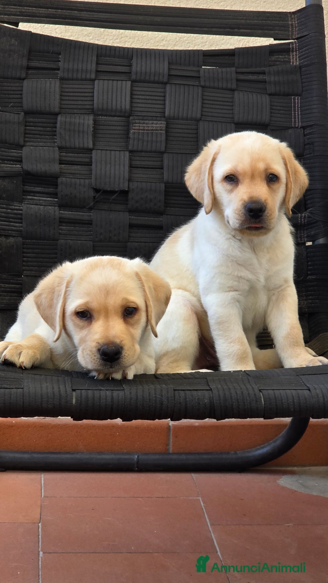 Labrador cani in vendita: Cuccioli Labrador  a Provincia di Perugia - Immagine 24
