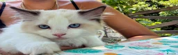 Ragdoll gatti in vendita: Gattini Ragdoll a Provincia di Savona - Annuncio 6