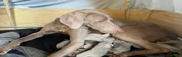 Weimaraner cani in vendita: Vendo cuccioli weimaraner  - Annuncio 2