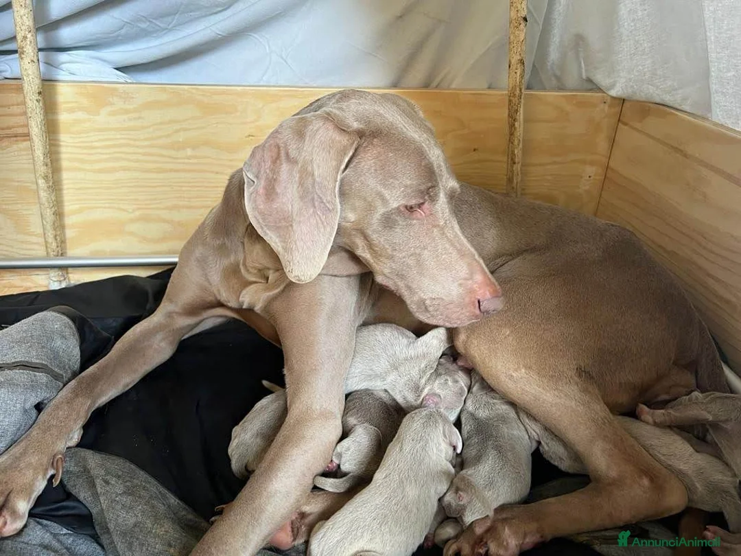 Weimaraner cani in vendita: Vendo cuccioli weimaraner  - Annuncio 2