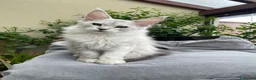 Maine Coon gatti in vendita: Bellissima cucciola shaded - Annuncio 9