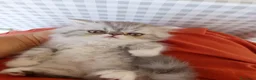 Persiano gatti in vendita: Gattino Persiano Cincillà  a Città metropolitana di Cagliari - Annuncio 7