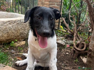 Meticcio cani KYO e AKY CERCANO CASA - Annuncio 20