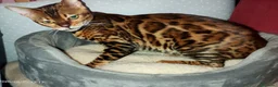 Bengala gatti in vendita: Bellissima gattina Bengala  - Annuncio 3