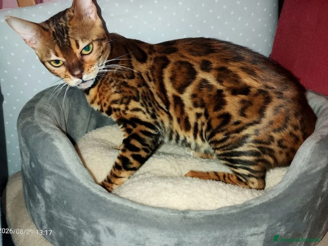 Bengala gatti in vendita: Bellissima gattina Bengala  - Annuncio 3