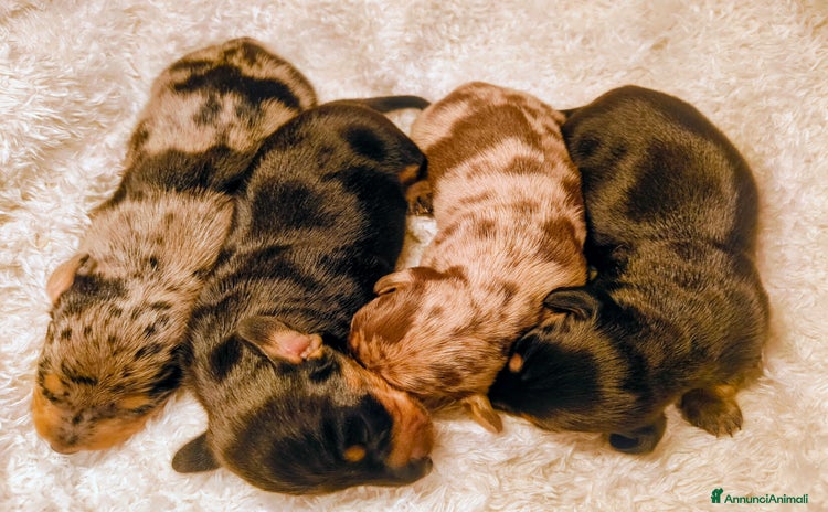 Bassotto cani - Annuncio 2