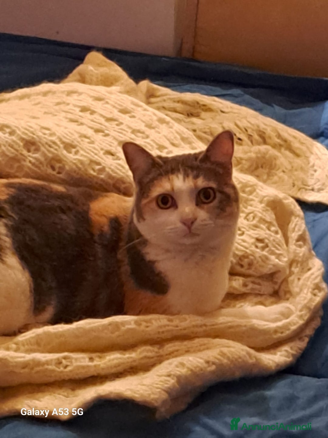 Europeo gatti in regalo: cuccioli 9 mesi cercano casa🖤 - Annuncio 3