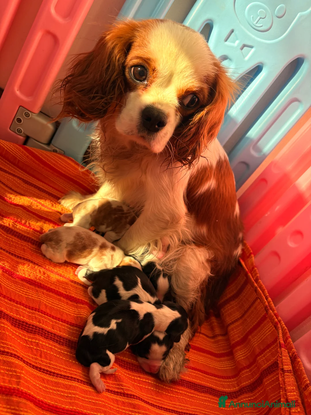 Cavalier King cani in vendita: Cavalier king - Annuncio 1