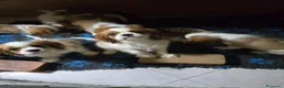 Cavalier King cani in vendita: 3 bellissimi cavalier king  - Annuncio 3