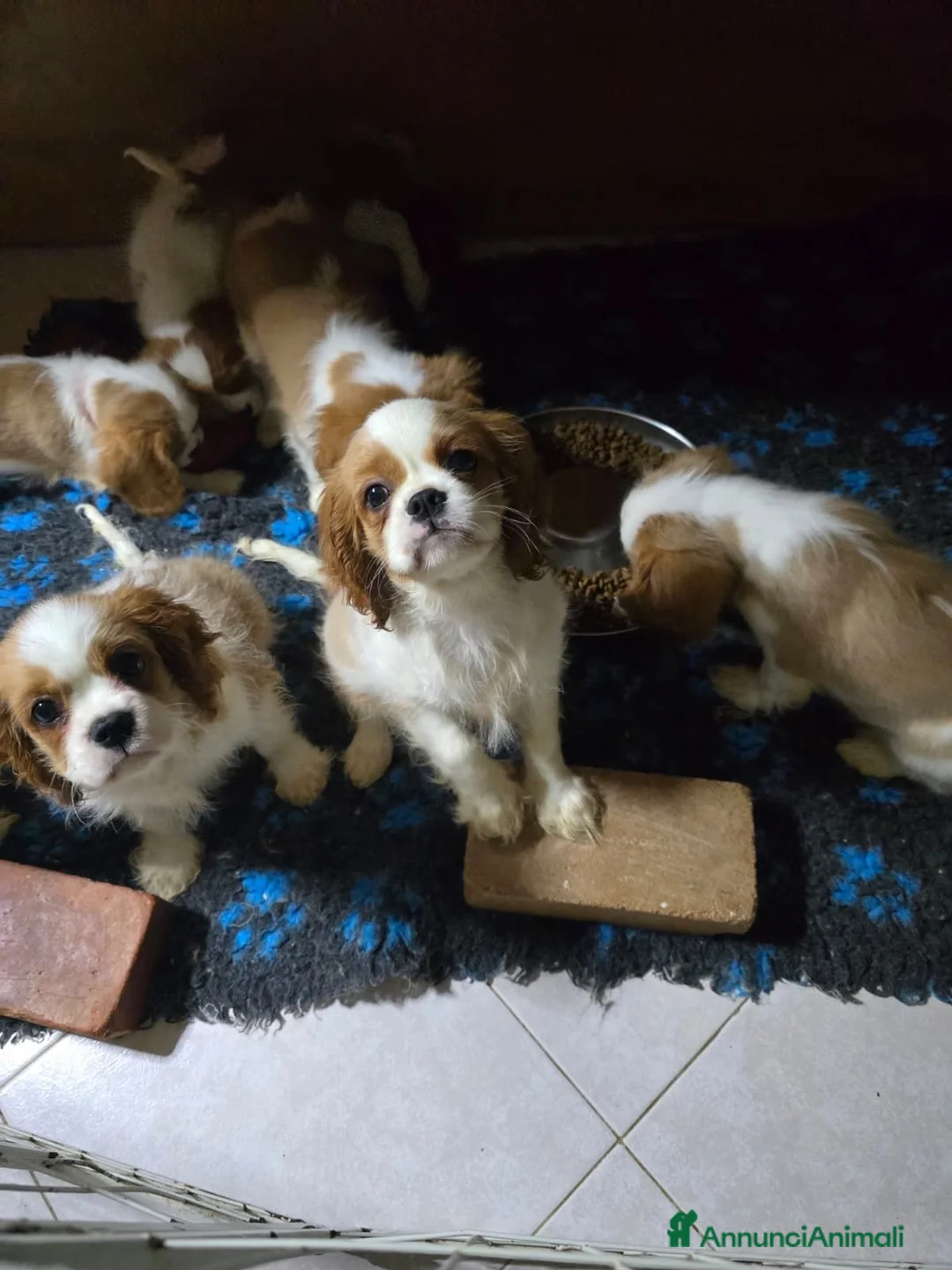Cavalier King cani in vendita: 3 bellissimi cavalier king  - Annuncio 5