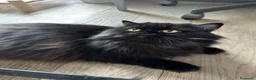 Scottish gatti in vendita: Gattina Scottish longhair  - Annuncio 4