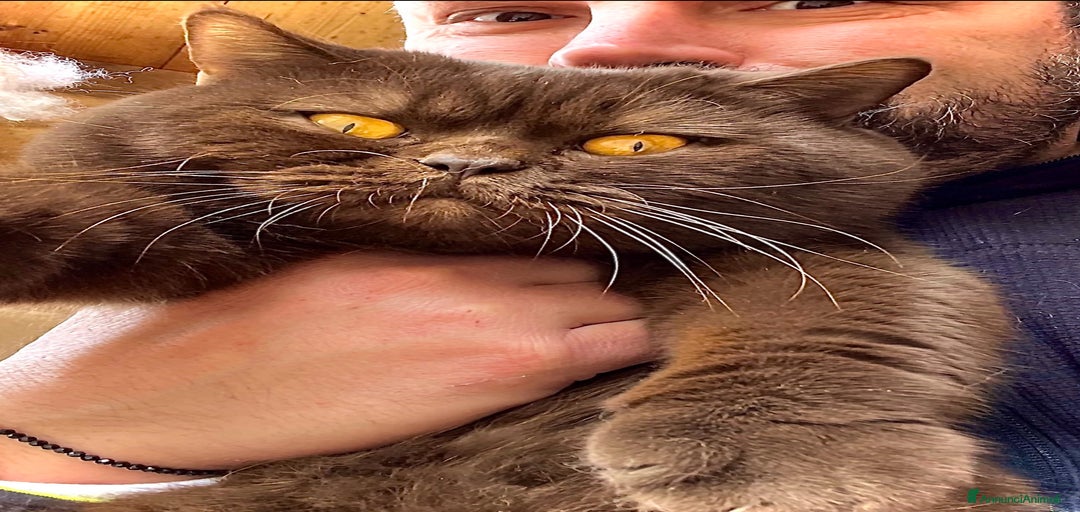 Immagine della galleria {{count}}