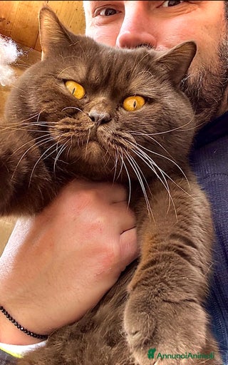 Immagine della galleria {{count}}