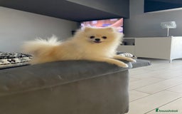 Spitz cani per accoppiamento: Cercasi Femmina Roma a Città metropolitana di Roma Capitale - Immagine 10