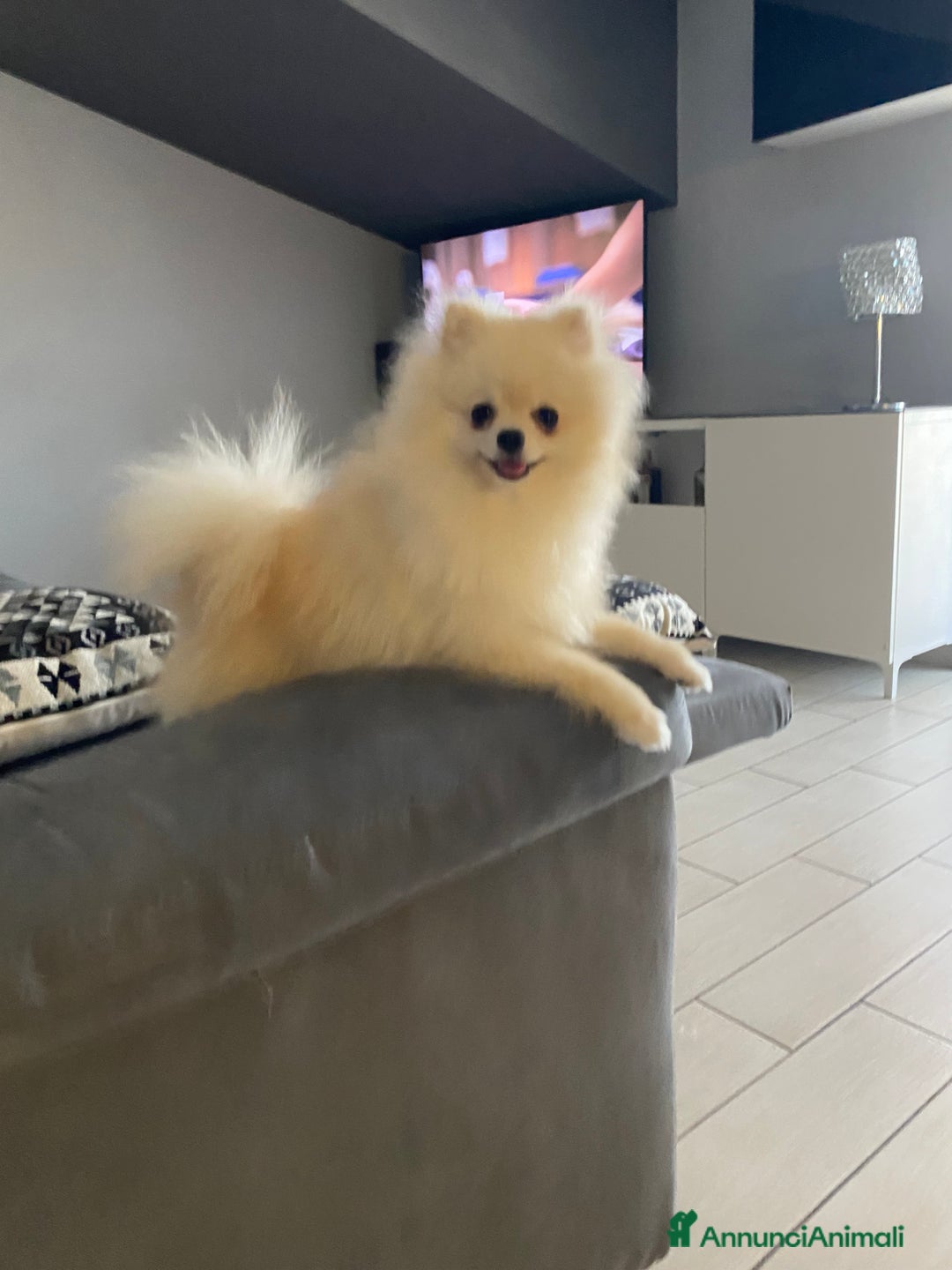 Spitz cani per accoppiamento: Cercasi Femmina Roma a Città metropolitana di Roma Capitale - Immagine 10