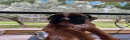 Boxer cani in vendita: 5 maschi fulvi - Annuncio 9