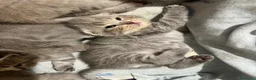 British gatti in vendita: gattini Scottish Fold e British Shorthair a Provincia di Padova - Annuncio 6