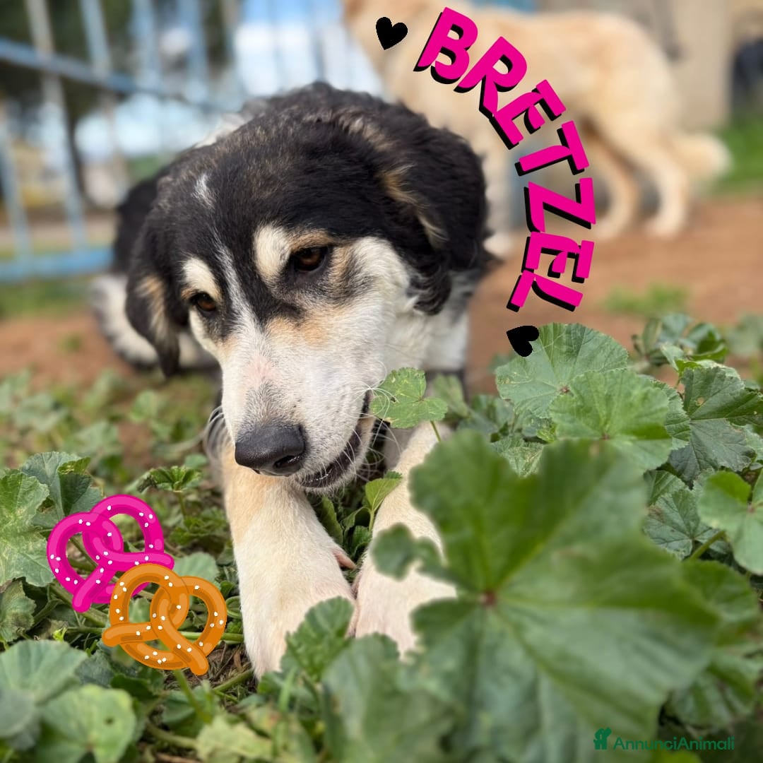 Meticcio cani BRETZEL 🩷 - cucciola cerca ancora casa 😢🥺 - Annuncio 7