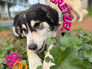 Meticcio cani BRETZEL 🩷 - cucciola cerca ancora casa 😢🥺 - Annuncio 7